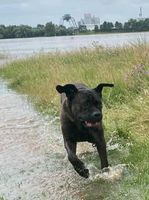 Hundesitter mit Erfahrung für Cane Corso in Willich gesucht Nordrhein-Westfalen - Willich Vorschau