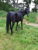 Rein Ägyptische Stute Niedersachsen - Hagen im Bremischen Vorschau