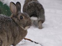 Wildmix Pärchen, geimpft, nicht handzahm, ♂️=kastriert Hessen - Niedernhausen Vorschau