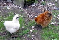 Hühner Zwerg Seidenhühner Paare 1:1 in weiß und gelb Niedersachsen - Westerstede Vorschau