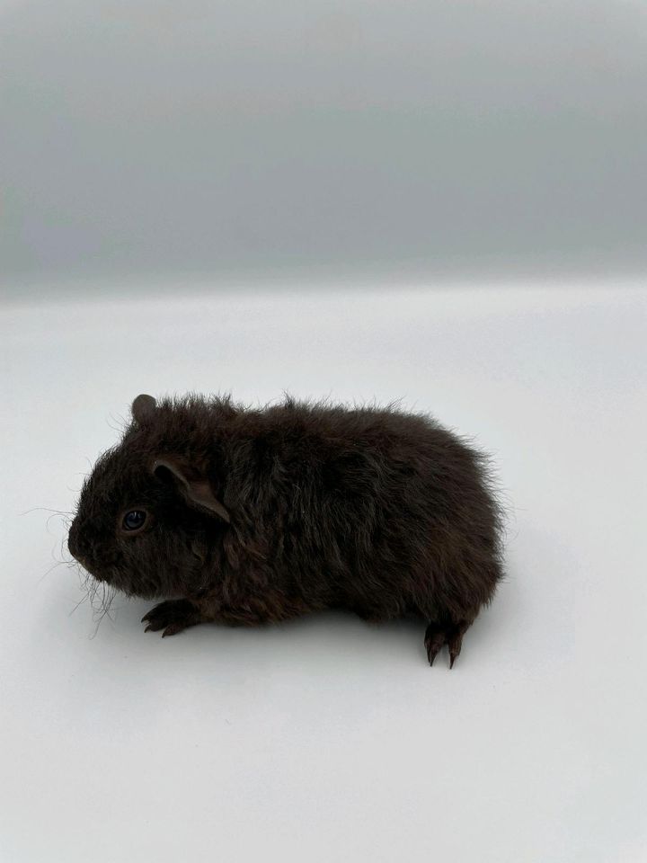 Hübscher US-Teddy Meerschweinchen Bock in Moosburg a.d. Isar