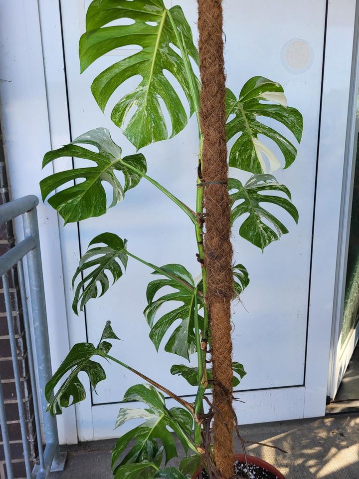 Monstera Variegata groß - whiteleafplants in Langenhagen