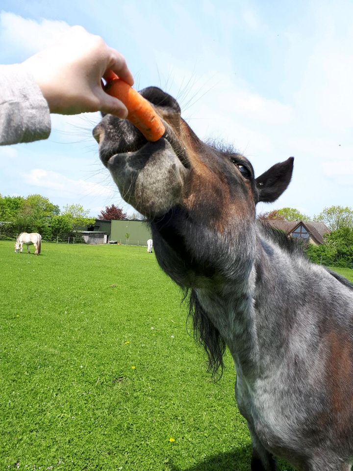 Biete Reitbeteiligung Pflegebeteiligung auf Pony Stute in Kropp