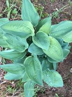 Hosta Hybriden Rheinland-Pfalz - Melsbach Vorschau