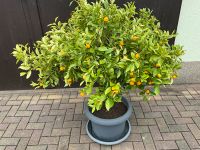 Zitruspflanze Orangenbaum Sachsen - Grimma Vorschau