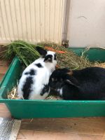 Zwei Kaninchen (Kastraten) in artgerechte Haltung zu vermitteln Bayern - Wilhermsdorf Vorschau