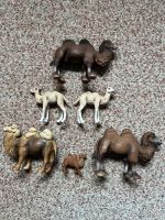Schleich Classic 6 verschiedene Kamele Familie Stuttgart - Zuffenhausen Vorschau