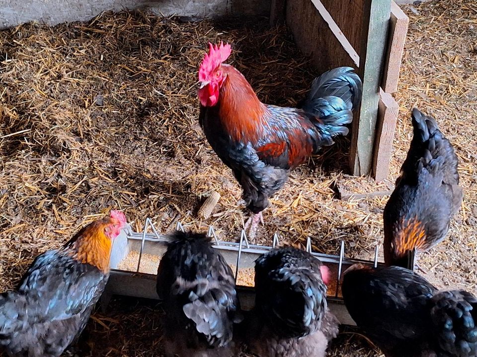 Maran Hühner eier abzugeben in Tecklenburg