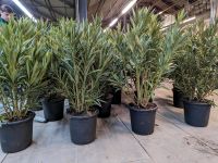 Angebot: Premium Oleander Nerium 100-120 Busch div. Farben Nordrhein-Westfalen - Nordkirchen Vorschau