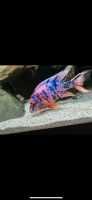 Malawi Marmelade CAT und Melanochromis Auratus Nordrhein-Westfalen - Werdohl Vorschau