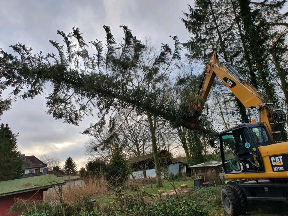 Holzfällung,  Durchforstung, Stammholz,  Knick in Neumünster