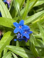 Pflanze blauroter Steinsame Staude Winterhart Niedersachsen - Wolfenbüttel Vorschau