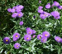 3x Feinstrahl-Aster lila winterhart - Alpenaster - Dunkle Schöne Sachsen - Sehmatal-Cranzahl Vorschau