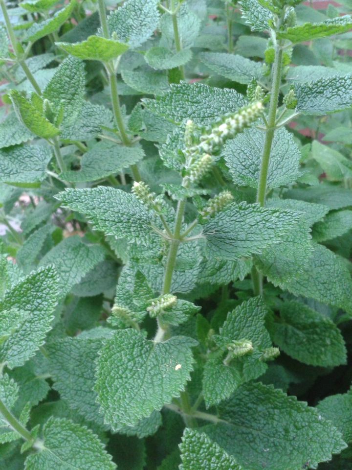 Salbeigamander Teucrium Scorodonia BIO TopBienenweide Heilpflanze in Westerstede