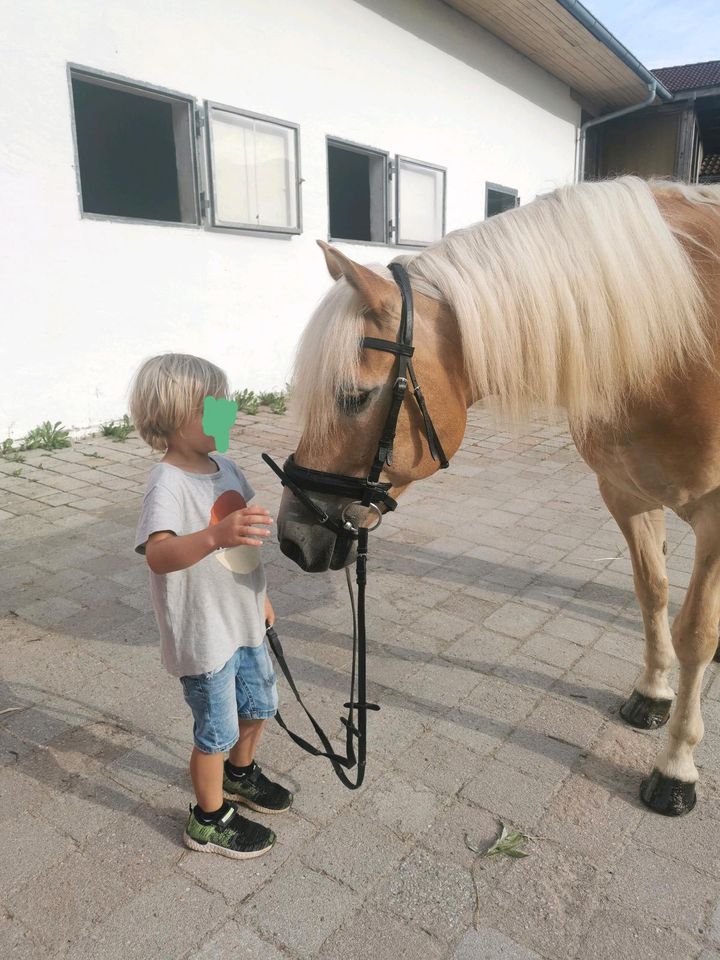 Traumpferd Edelbluthaflinger, Wallach, zum Reiten und Fahren in Trostberg