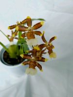 Odontoglossum Orchidee Zimmerpflanze blühend Schleswig-Holstein - Henstedt-Ulzburg Vorschau