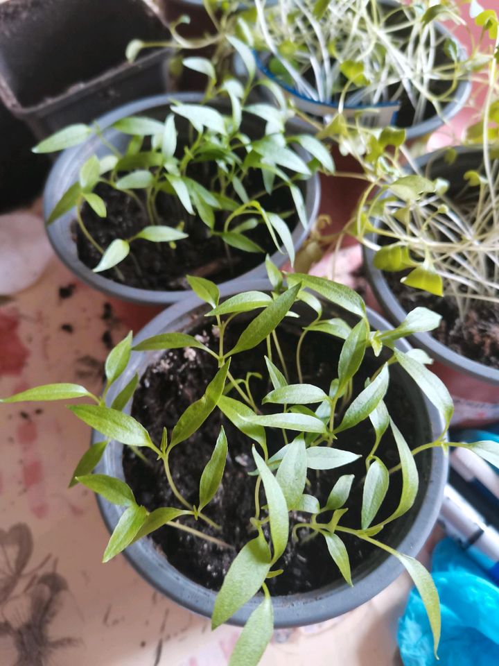 Cayennechilipflanzen, Chili Pflanze, Garten in Roitzsch