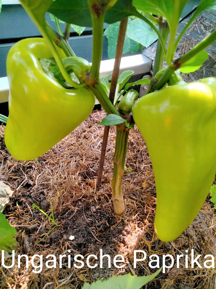 Paprika Pflanzen in verschiedenen Sorten in Ahaus