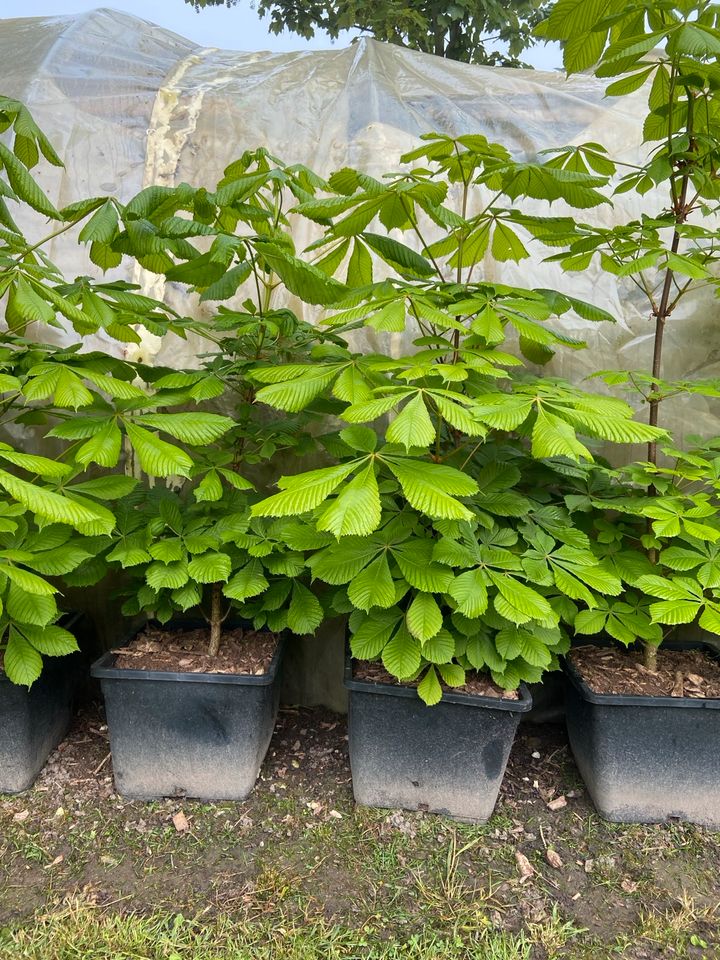 Kastanienbäume im Topf, Hausbaum, Baum, Garten, Pflanzen in Hechthausen