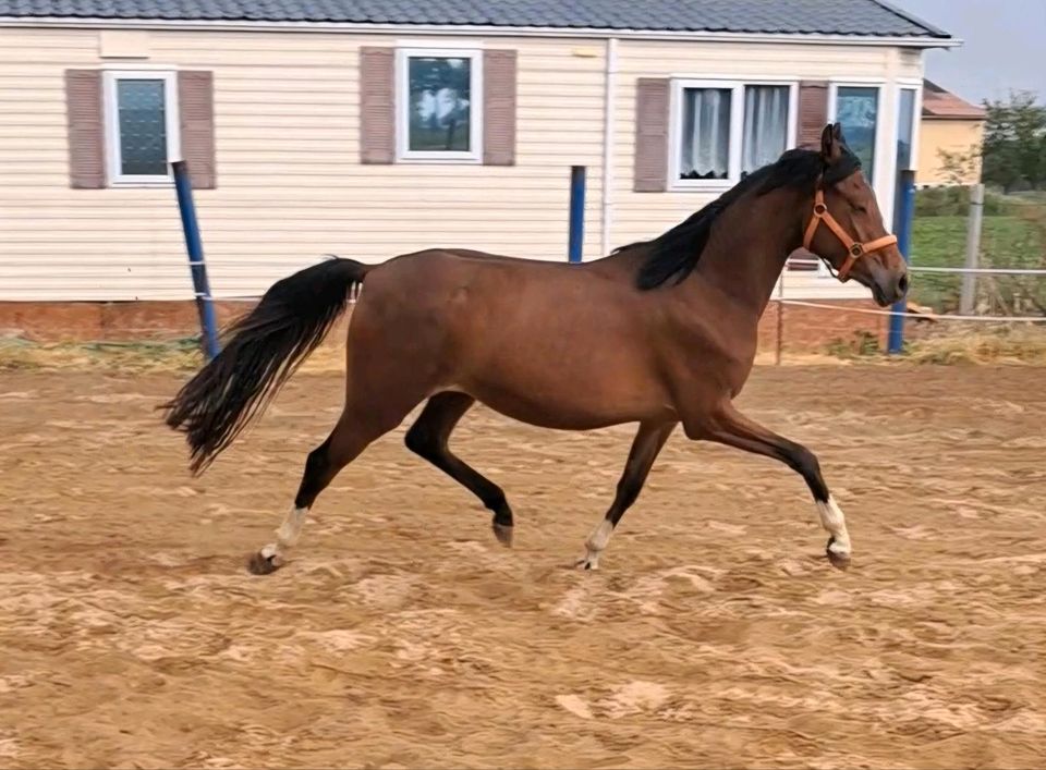 Reitpony, dreijährige Stute, roh in Aschersleben