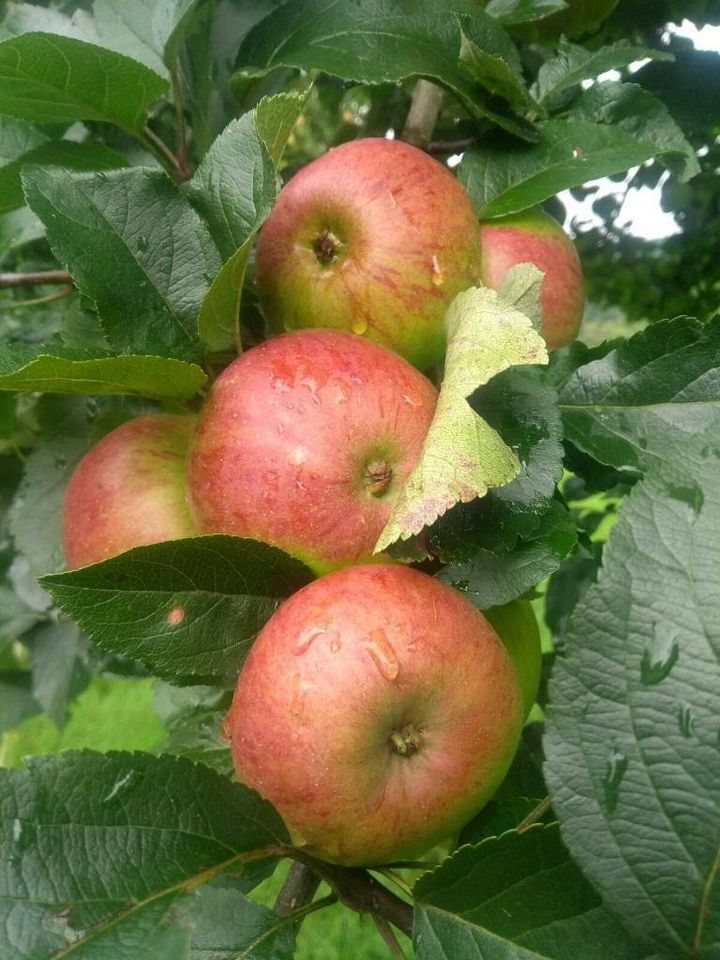 Apfelsaft naturtrüb 100% BIO von eigener Streuobstwiese in Kall