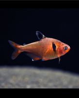Blutsalmler Aquarium Fische 5er Gruppe Sachsen - Markkleeberg Vorschau