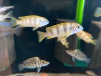 Labidochromis Perlmutt Malawi Bonn - Nordstadt  Vorschau