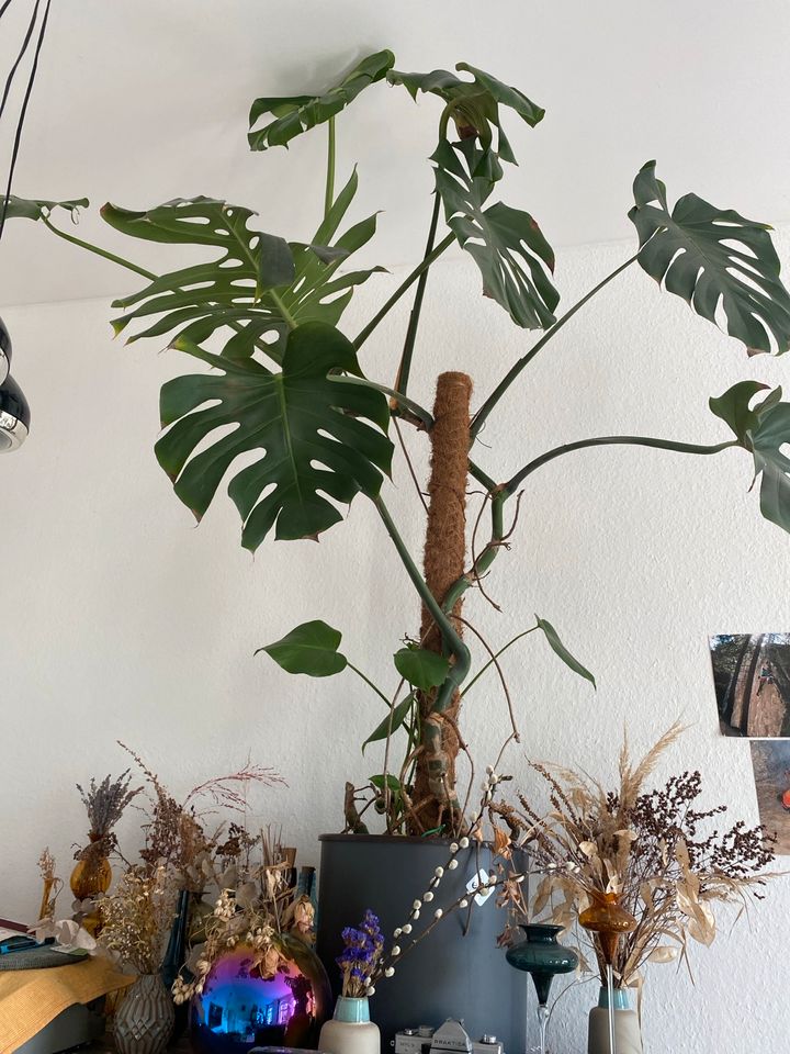 Monstera Deliciosa Ableger in Dresden