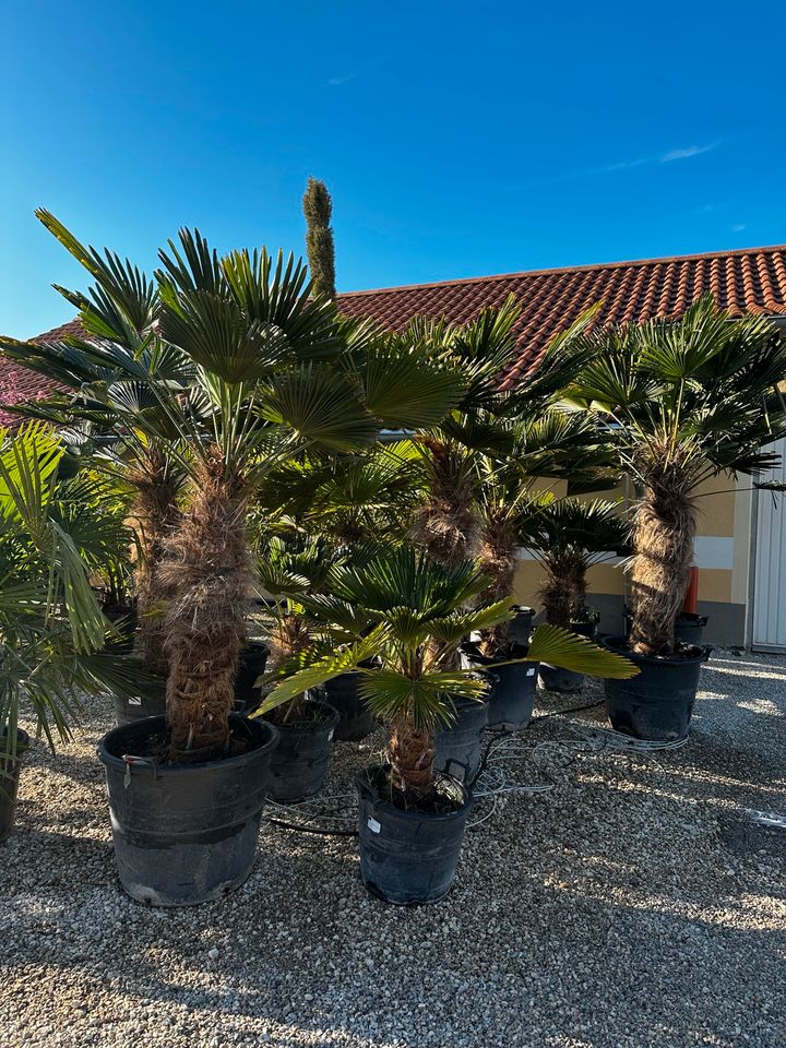 Hanfpalme Trachycarpus „Wagnerianus“, frosthart in Straußfurt