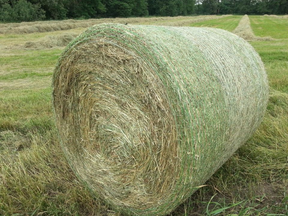 Heu, Rundballen 1,00 m  - aus 2023 für Pferd, Schafe... in Vetschau