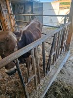Braunvieh Stier zu verkaufen Bayern - Böhen Vorschau