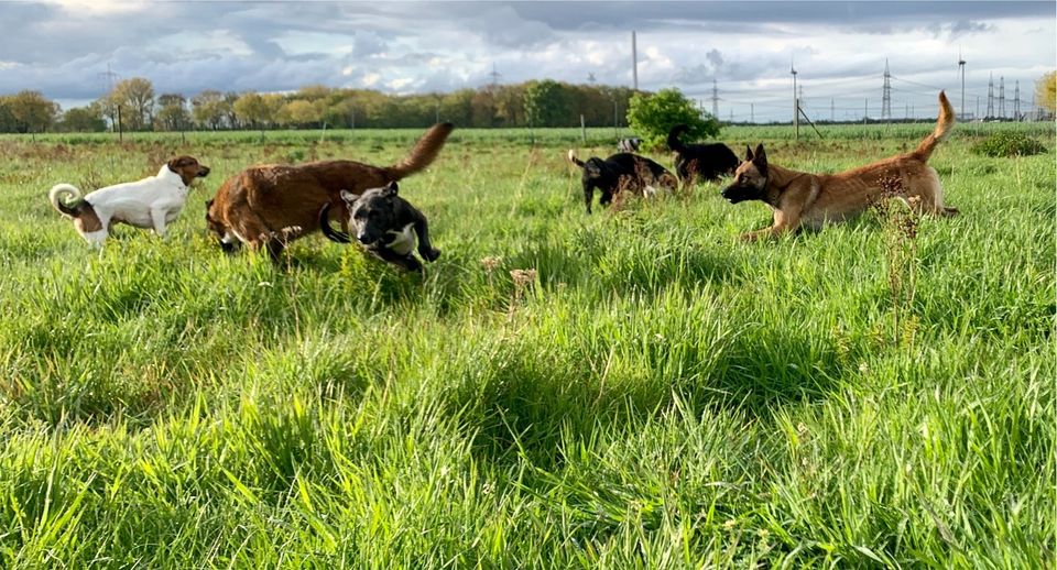 Malinois Aslan- Antrainiert und nun? in Landesbergen