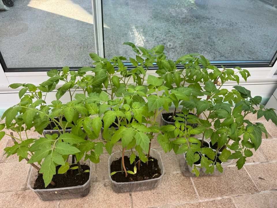 Tomatenpflanzen in Filderstadt