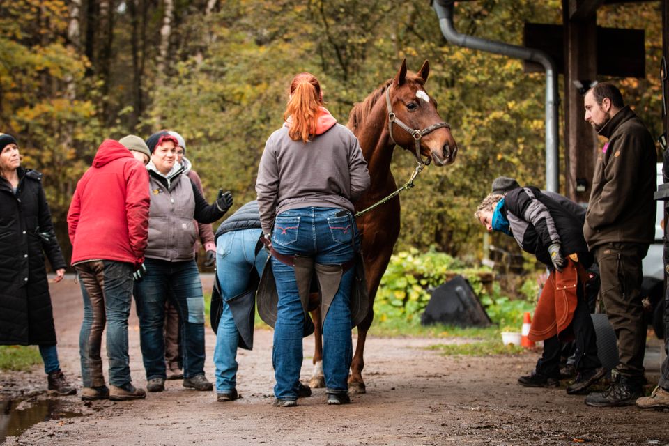 Hufkurs Hufseminar HufpflegeAusbildung für Pferdebesitzer in Rodewald