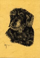 Teckel - Dachshund - Jagdhund - Druck - Zeichnung - Dekoration Köln - Ehrenfeld Vorschau