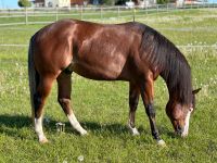 Quarter Horse | Hengst | Reining | Gunners Chic Magnet | Hessen - Kassel Vorschau