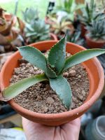 Agave Pflanze mediterrane Kaktus Niedersachsen - Scheeßel Vorschau