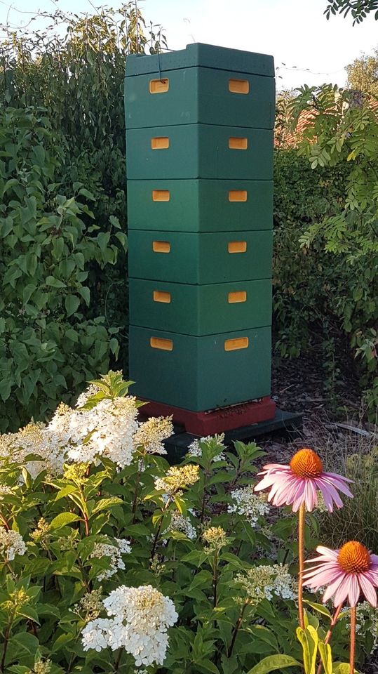 Bienenvolk, Bienenvölker, Buckfast, DNM 1,5 mit und ohne Beute in Schwedt (Oder)