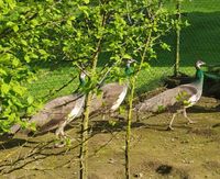 Pfauhennen 2-jährig Niedersachsen - Hagen am Teutoburger Wald Vorschau