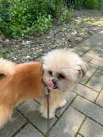 Suche eine 2 Zimmer Wohnung mit Hund Nordrhein-Westfalen - Hilden Vorschau