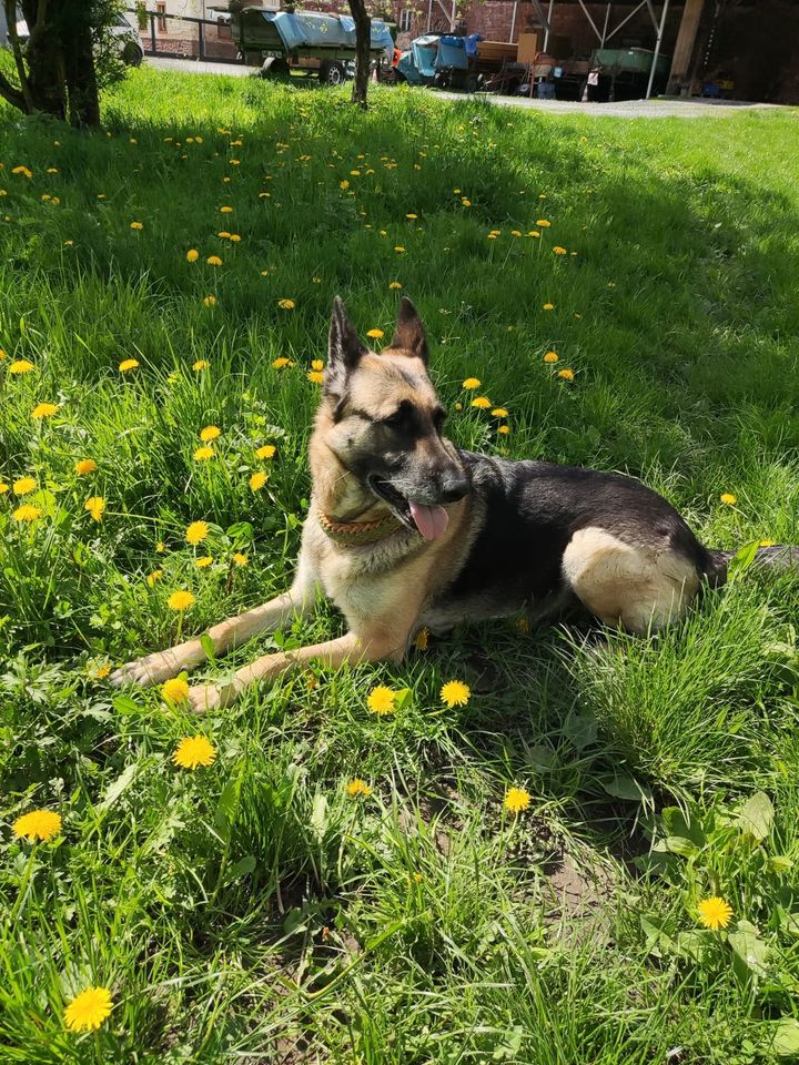 Senta Schäferhund Mix Hündin in Eschau