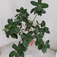 Gummibaum - Ficus elastica 'Robusta' ca. H: 180cm Baden-Württemberg - Kraichtal Vorschau