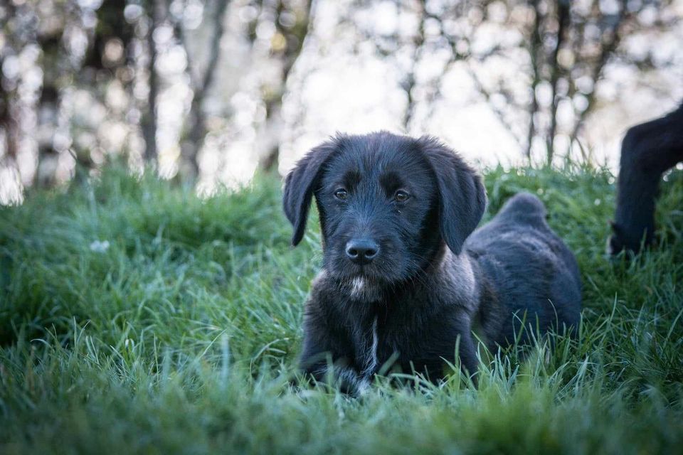 MOLLY -  ausgeglichen und verspielt in Limburg