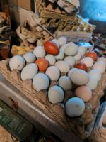 Bunte Hühner bunte Eier überwiegend Grün Leger Nordrhein-Westfalen - Heinsberg Vorschau