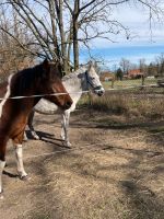 Pflege und Reitbeteiligung in Beelitz gesucht Brandenburg - Groß Kreutz Vorschau