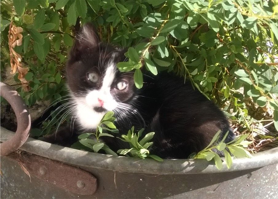 Katze vermisst in Meckenbeuren