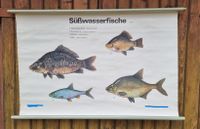 Anschauungstafel Süßwasserfische I Thüringen - Weimar Vorschau