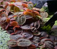 Aquarium Pflanze Phyllanthus fluitans Baden-Württemberg - Pliezhausen Vorschau