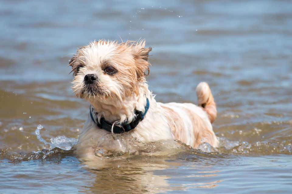 Hunde-/Tier-Fotoshooting-Gutschein! Köln+Umgebung! inkl.Fotos in Overath