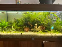 Aquarium Juwel Rio 180 mit HeliaLux LED Nordrhein-Westfalen - Borchen Vorschau